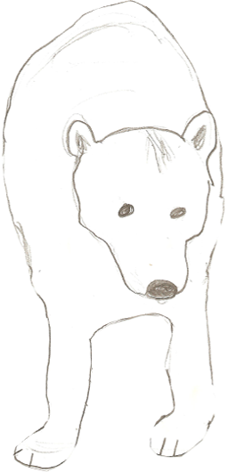 Eisbär